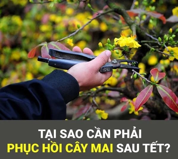 Tại sao phải chăm sóc mai sau Tết?