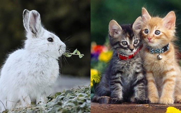 Sự khác biệt 12 con giáp giữa Việt Nam và Trung Quốc