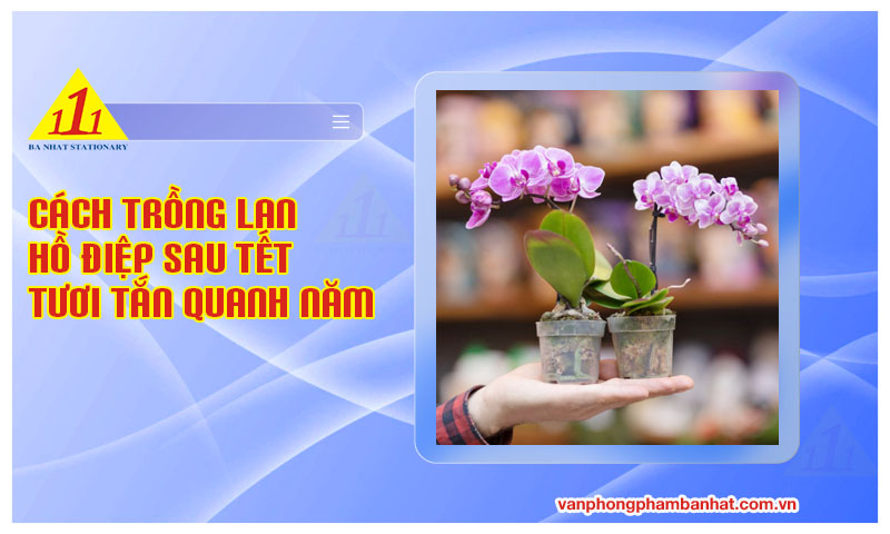 cach trong lan ho diep sau tet tuoi tan quanh nam