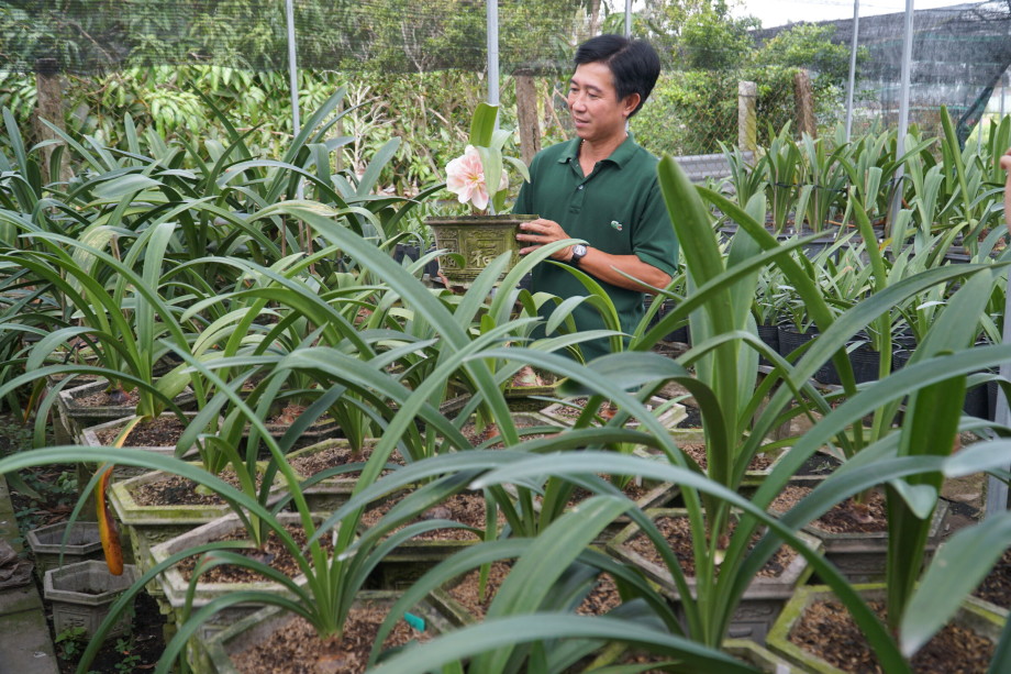 Hướng dẫn cách trồng lan huệ ra hoa đúng Tết